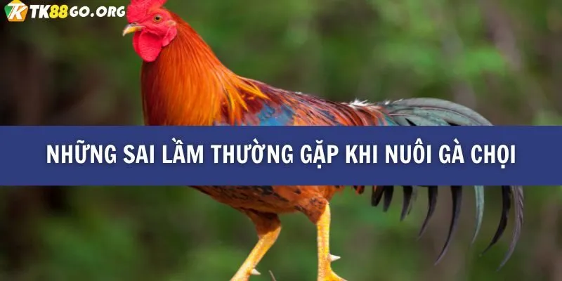 Cẩm Nang Nuôi Gà Chọi Chuẩn Từ Cao Thủ – Mới Nhất Tại TK88